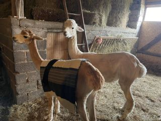 441968288_2179441172411729_6374954447140339666_n